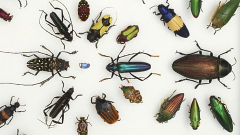 Darwin was an avid collector of beetles