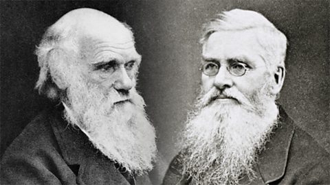 Left: Charles Darwin. Right: Alfred Russell Wallace. 