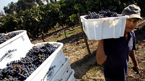 Martin Bernetti/AFP/Getty Merlot grapes in a vineyard near Santago. (Credit: Martin Bernetti/AFP/Getty)