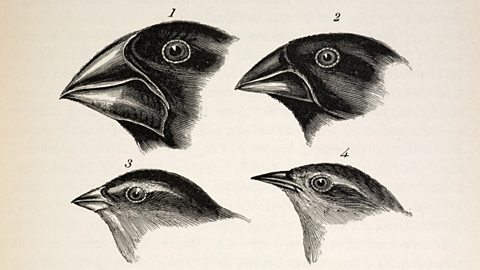Sketches of 4 galapagos finches, each with subtle variations in beak size and shape. 