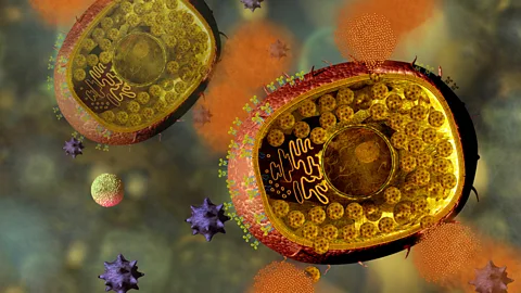 Science Photo Library Mast cells “cause all the problems”, according to Medzhitov (Credit: Science Photo Library)