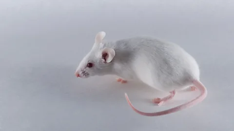 Science Photo Library Mice engineered without IgE can still defend themselves against parasitic worms (Credit: Science Photo Library)