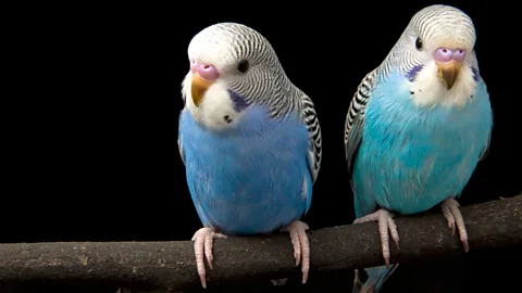 Thinkstock The Australian tendency to add the '-ie' suffix is a marker of informality - and can make many words more managable (such as budgerigar). (Credit: Thinkstock)