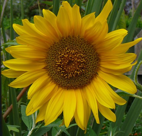 BBC Two - Gardeners' World - Sunflower seed giveaway