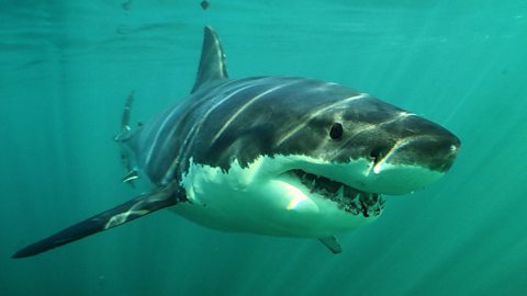 BBC One - Shark - Great white shark