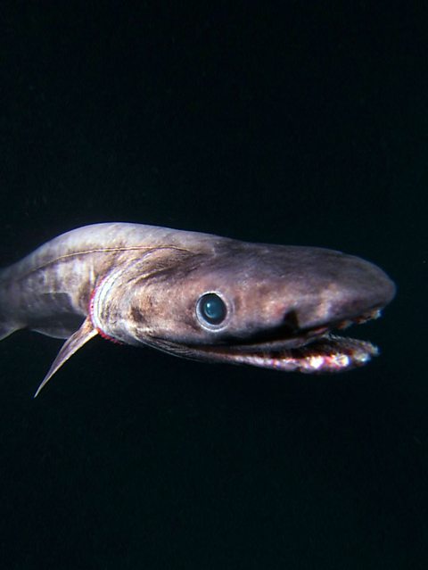 Frilled Shark Facts For Kids | Kids Matttroy