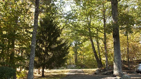 Amanda Ruggeri Trail-crossed forests (Credit: Amanda Ruggeri)