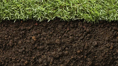 Getty Images A dead body's minerals continue to leach into soil months after death (Credit: Getty Images)