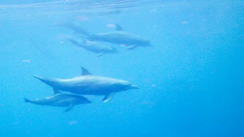 Diane Selkirk A pod of dolphins swims by (Credit: Diane Selkirk)