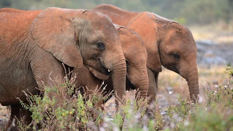 Simon Maina/AFP/Getty Images Elephants in Nairobi National Park (Credit: Simon Maina/AFP/Getty Images)