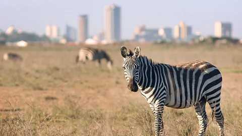 Peter Macdiarmid/Getty A zeebra in Nairobi National Park (Credit: Peter Macdiarmid/Getty)