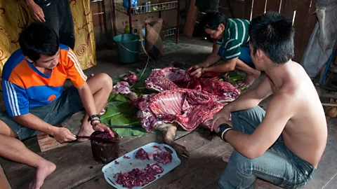 Marlene Goldman Distributing a meal of bearded pig (Credit: Marlene Goldman)