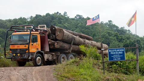 Marlene Goldman Logging companies are changing the Penan’s forest home (Credit: Marlene Goldman)