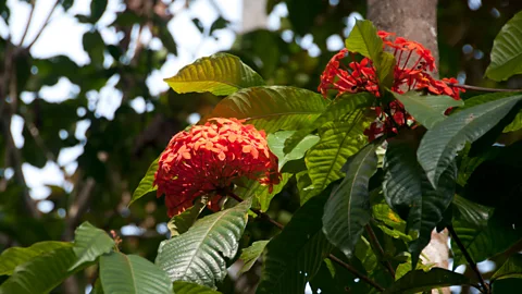 Marlene Goldman Flowers along the trail (Credit: Marlene Goldman)