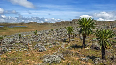 MG Therin Weise/Getty Giant Iobelias in the park (Credit: MG Therin Weise/Getty)
