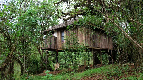 Pamela Robbie Into the verdant Harenna Forest (Credit: Pamela Robbie)