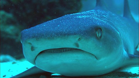 BBC Radio 4 - Natural Histories, Sharks - 10 Fintastic Facts About Sharks