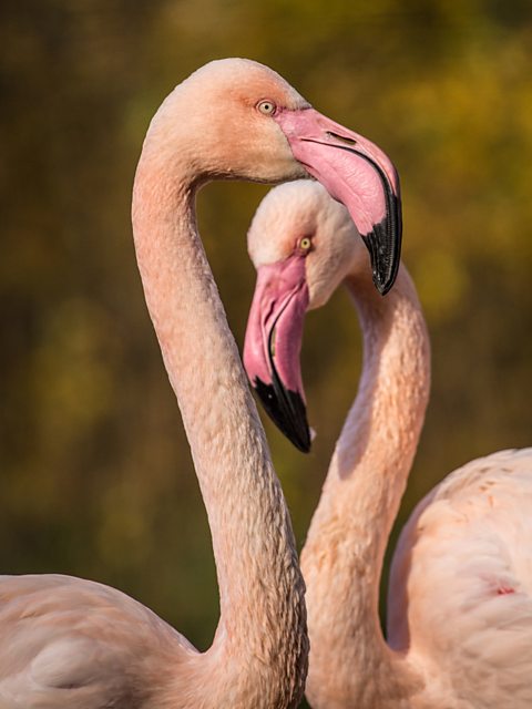 flamingo dance show