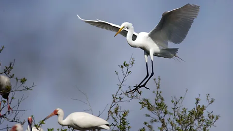 Stan Honda/AFP/Getty Images A Great Egret completing its flight (Credit: Stan Honda/AFP/Getty Images)