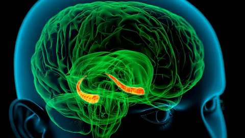 Science Photo Library The hippocampi, seen here in red, are crucial for memory processing (Credit: Science Photo Library)