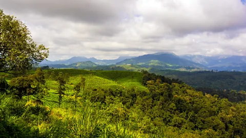 Thangaraj Kumaravel/Tea Plantation & Forest/Flickr/CC BY 2.0 A tea plantation in the forests of Tamil Nadu (Credit: Thangaraj Kumaravel/Tea Plantation & Forest/Flickr/CC BY 2.0)