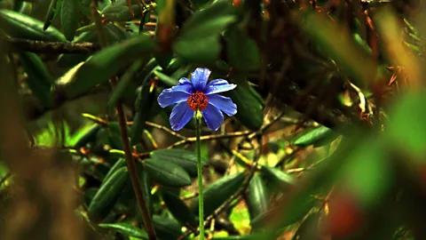 Neelima Vallangi The majestic Himalayan blue poppy (Credit: Neelima Vallangi)