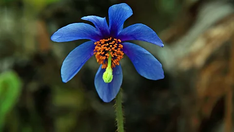 Neelima Vallangi The amber core and deep blue petals in full bloom (Credit: Neelima Vallangi)