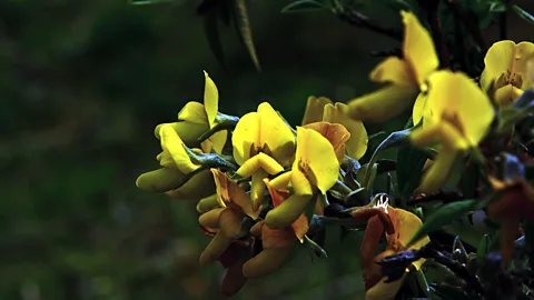 Neelima Vallangi The bright yellow piptanthus (Credit: Neelima Vallangi)