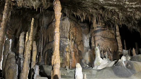 Simon and Susan Veness Dangerous stalks and spikes scatter (Credit: Simon and Susan Veness)