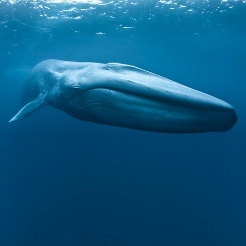 BBC One - Big Blue Live - Blue whale