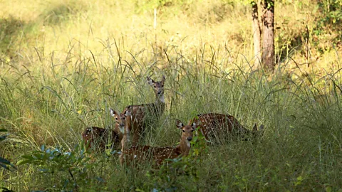 Charukesi Ramadurai A herd of chital watches for danger (Credit: Charukesi Ramadurai)