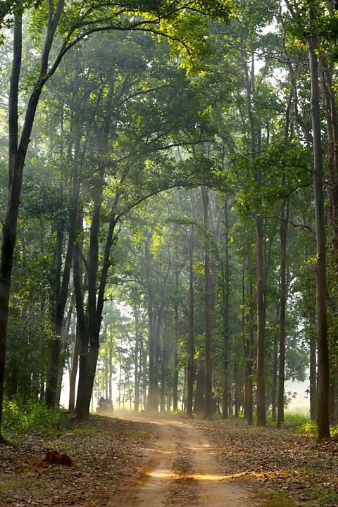 Charukesi Ramadurai Driving through towering sal trees (Credit: Charukesi Ramadurai)