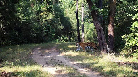 Charukesi Ramadurai The majestic Shere Khan makes an appearance (Credit: Charukesi Ramadurai)