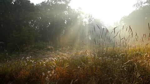 Charukesi Ramadurai The early morning sunlight on the meadows (Credit: Charukesi Ramadurai)