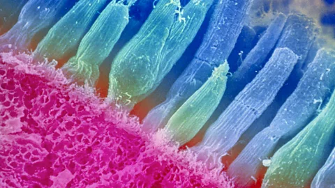 SPL Cone cells deal in colour, while rod cells allow us to see in grayscale in low-light conditions (Credit: SPL)