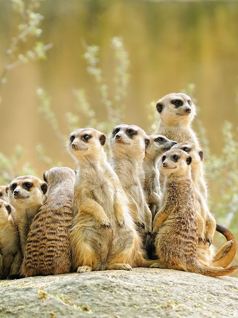 BBC One - Animal Super Parents - Meerkats