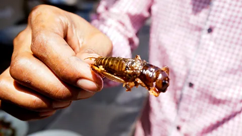 Nathan A Thompson A deep fried cricket (Credit: Nathan A Thompson)