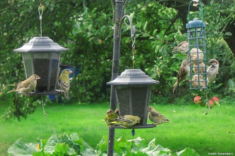 BBC Blogs - Springwatch - Where have all my garden birds gone?