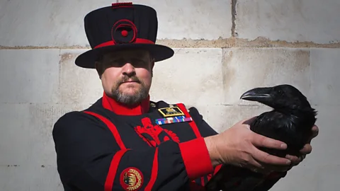 Olivia Howitt The current Grip is the third of the Tower ravens to be named after the novelist’s own pet bird (Credit: Olivia Howitt)