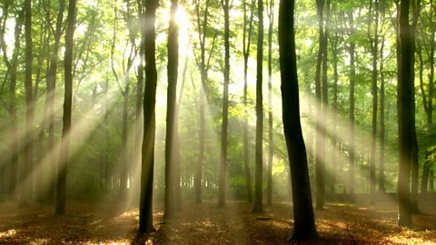 A forest in the sunlight