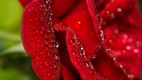 A red rose close-up