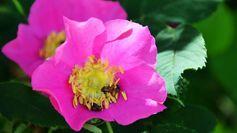 A pink wild rose