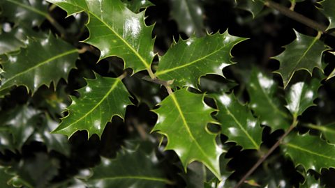 Holly on a tree