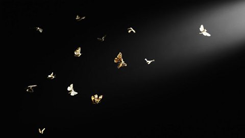 Moths flying towards a light