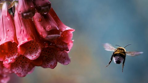 A bee flying towards the pollen of a flower