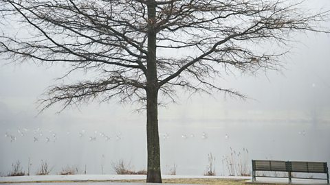 A pond in winter with a bare tree and bench