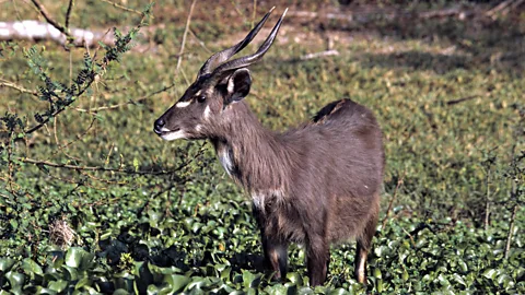 Gunter Ziesler/Getty The amphibious Sitatunga antelope (Credit: Gunter Ziesler/Getty)