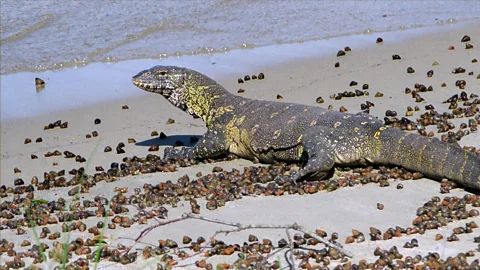 Anthea Rowan A monitor lizard sunbathes on Rubondo's beach (Credit: Anthea Rowan)