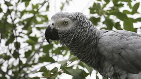 AJevs/iStock A perched African grey parrot (Credit: AJevs/iStock)