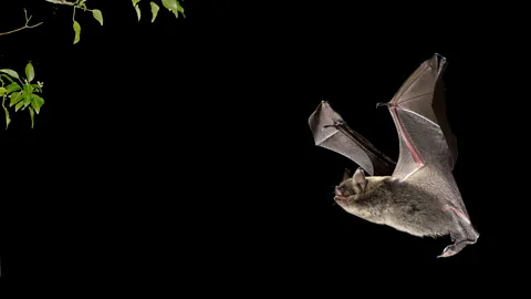 Alamy Brandt's bats live five times as long as other, closely related species (Credit: Alamy)